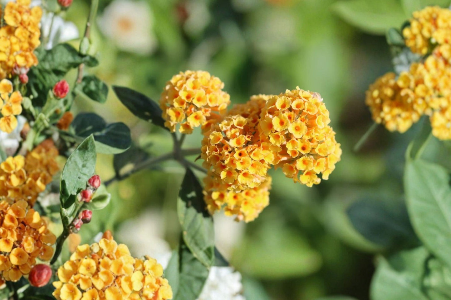 Butterfly Gold Buddleia Live Plant | Buddleja × weyeriana 'Butterfly Gold' | Yellow Butterfly Bush Starter Plant