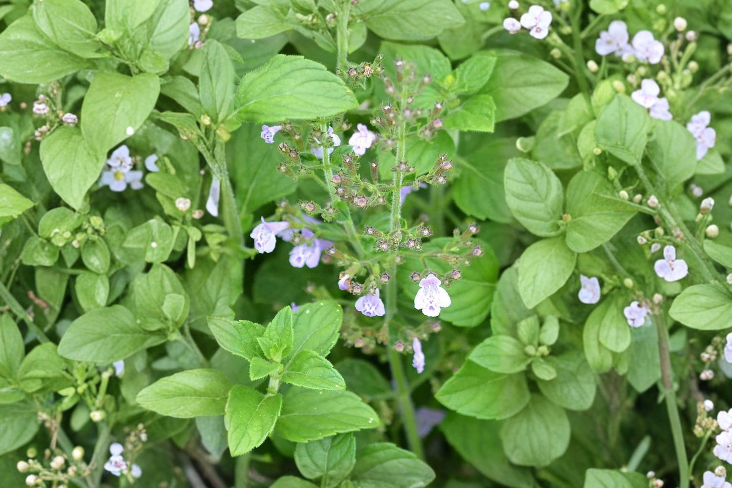 Thyme-Leaved Calamint Live Plant | Clinopodium thymifolium | Fragrant Pollinator Herb Starter Plant