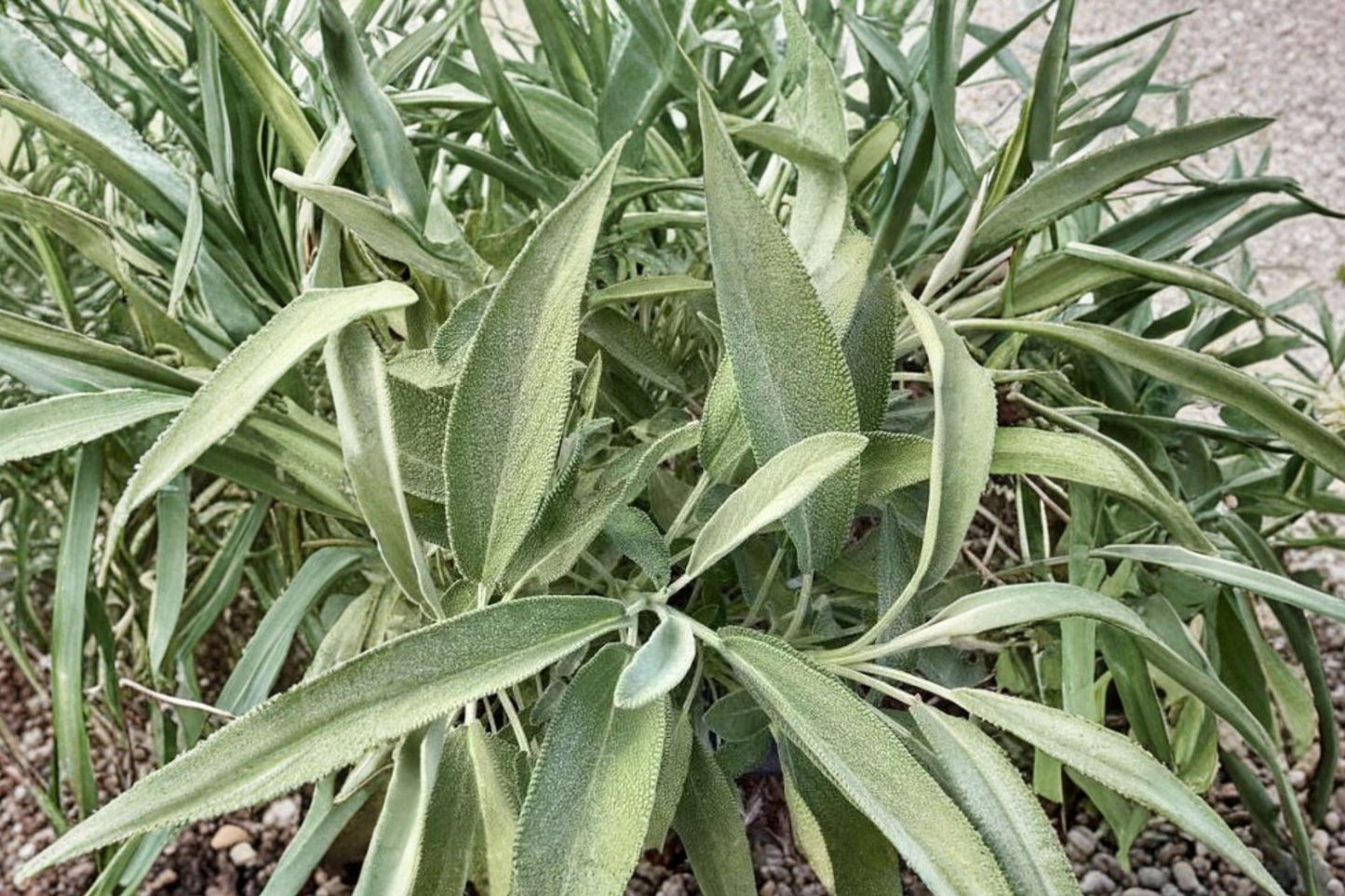 Silver Scent Sage Live Plant | Salvia 'Silver Scent' | Fragrant Silver Foliage Pollinator Starter Plant