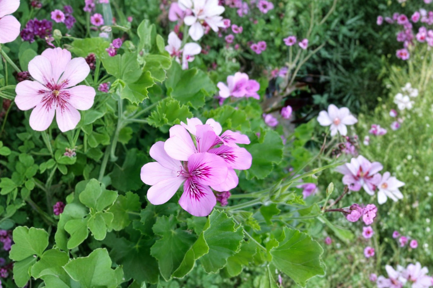 Pineapple Scented Geranium Live Plant | Pelargonium | Fragrant Tropical Citrus Herb Starter Plant