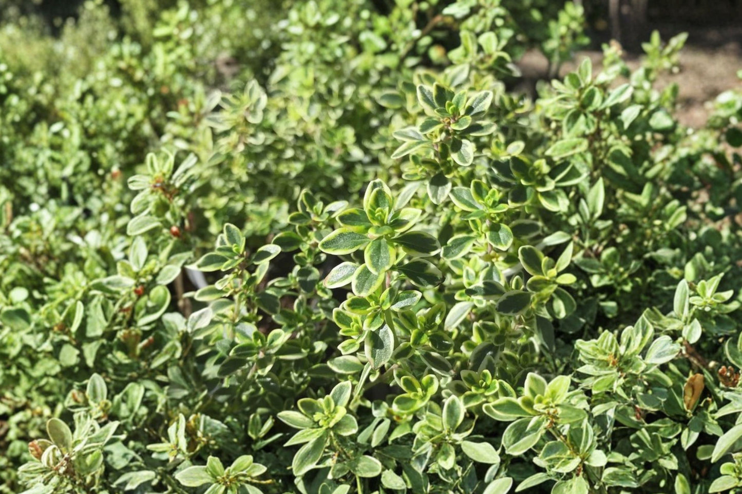 Lime Thyme Live Plant | Thymus citriodorus | Citrus Scented Culinary Herb Starter Plant