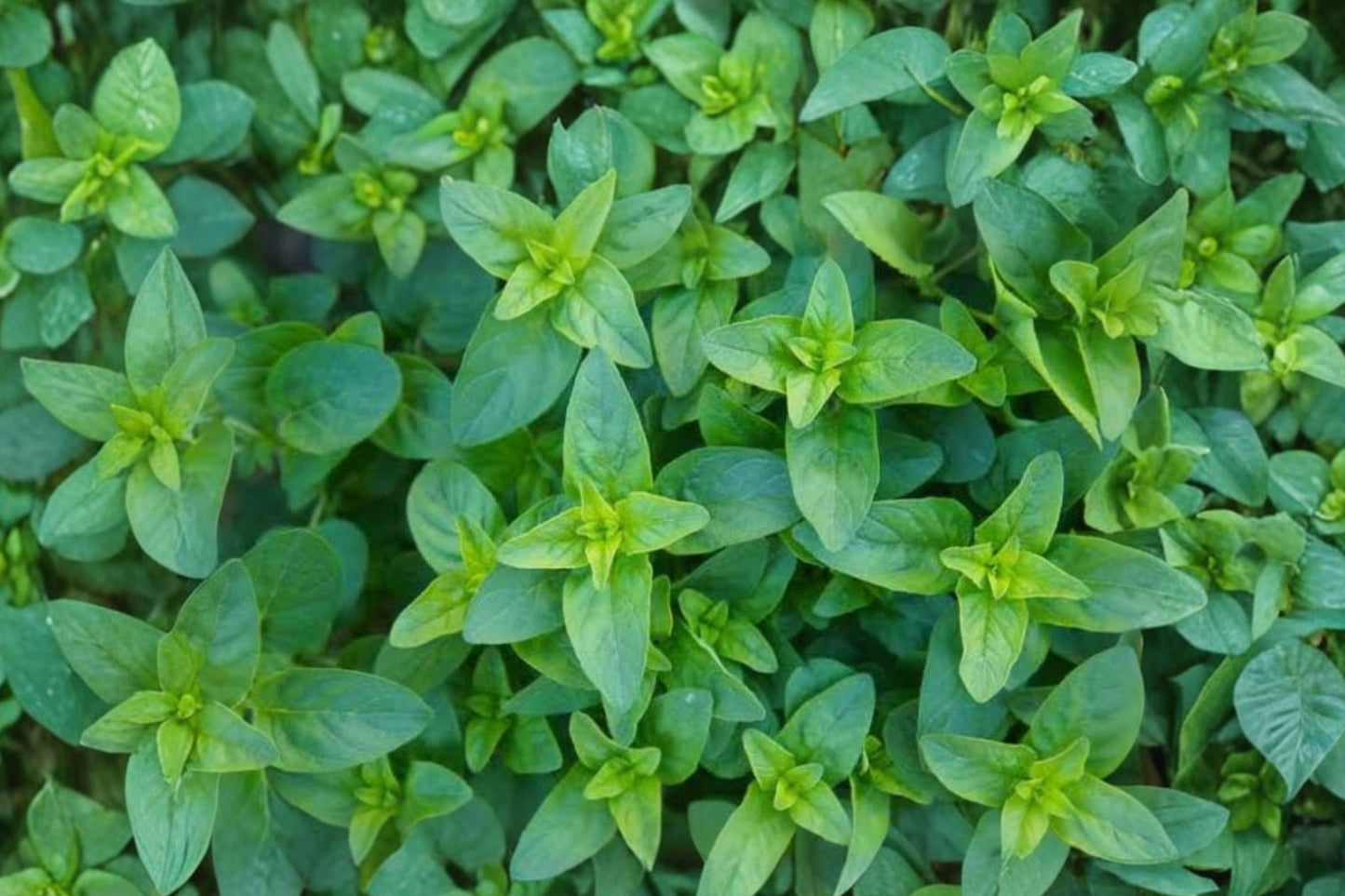 Compact Oregano Live Plant | Origanum vulgare 'Compactum' | Fragrant Culinary Herb Starter Plant