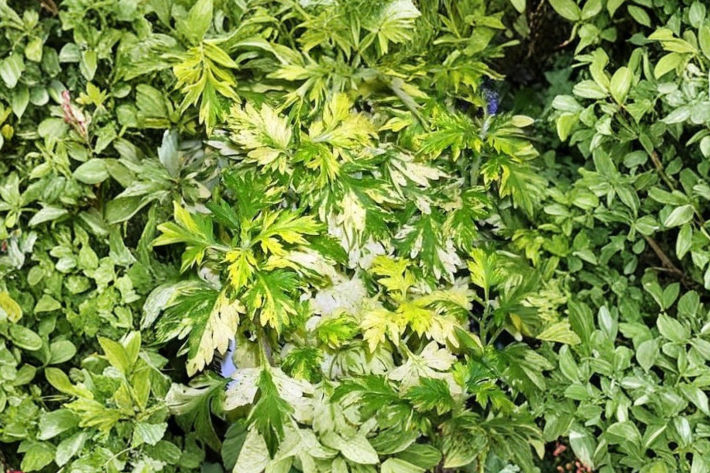 Artemisia Oriental Limelight Live Plant | Artemisia 'Oriental Limelight' | Silver Foliage Perennial Starter Plant