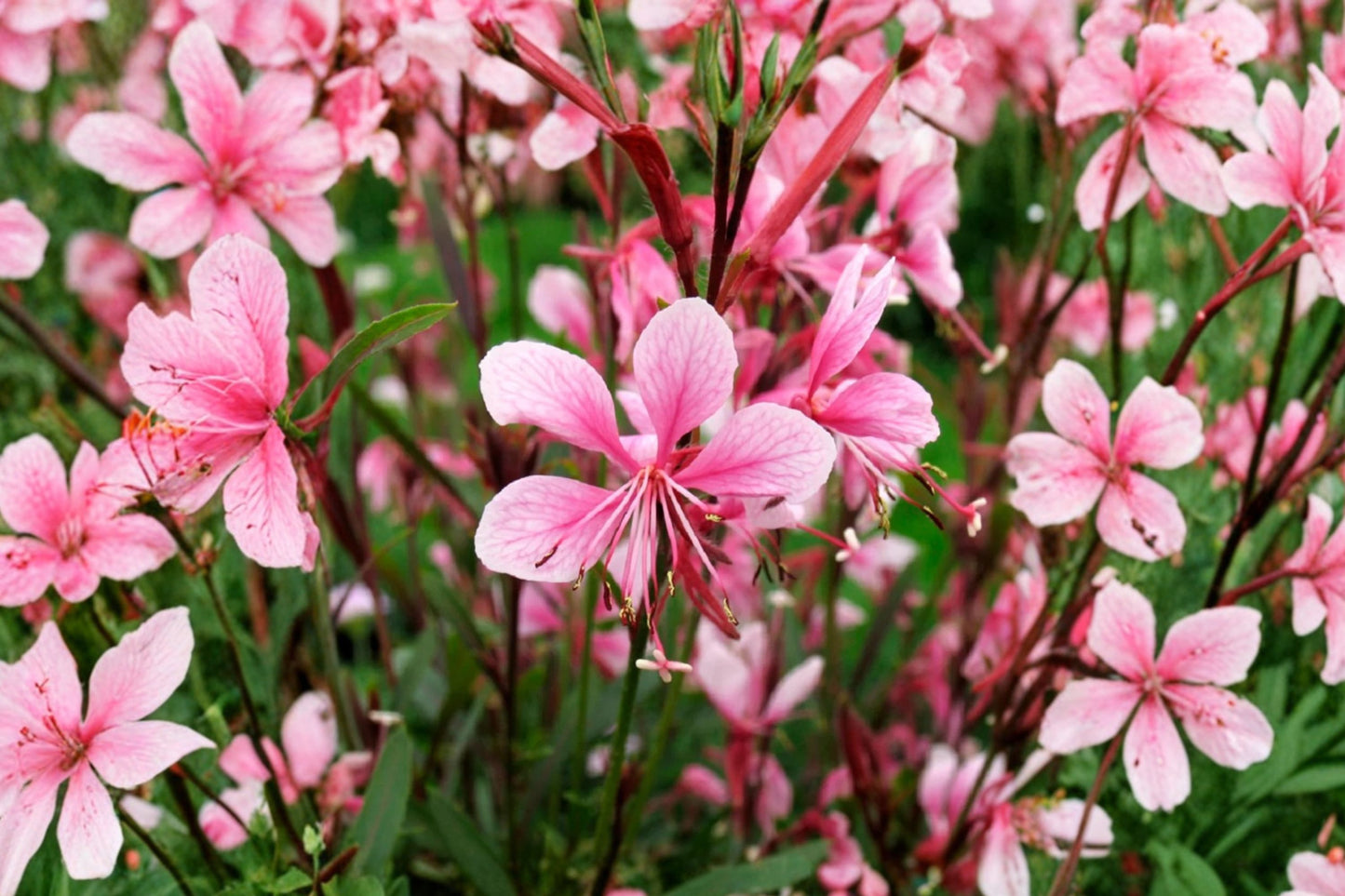 Gaura Passionate Blush Live Plant | Oenothera lindheimeri | Pink Beeblossom Pollinator Perennial Starter Plant