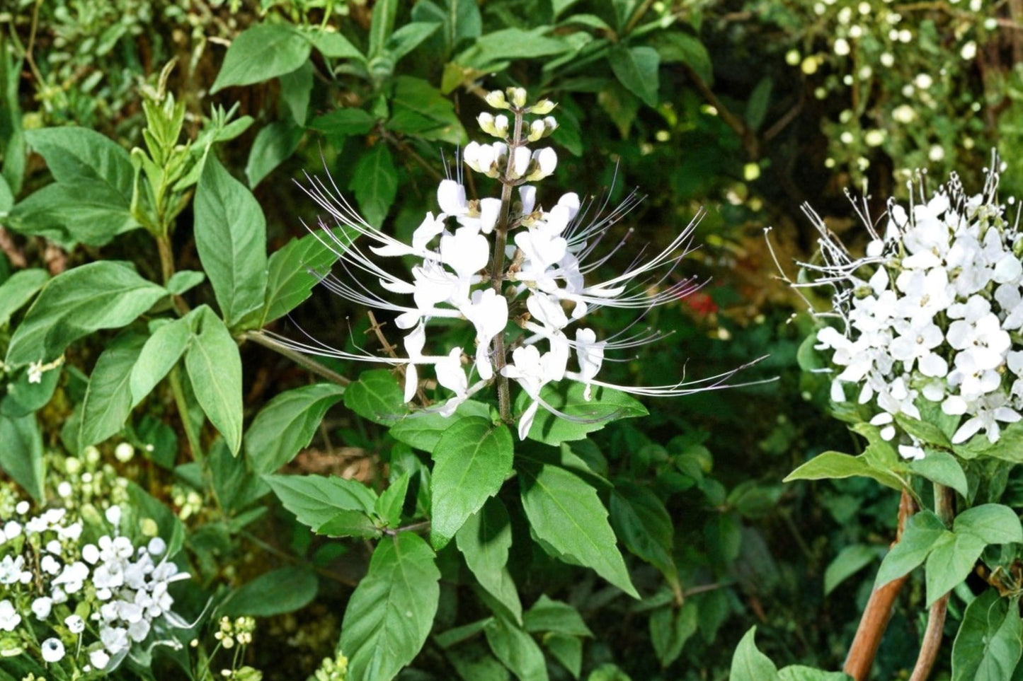 Cat's Whiskers Live Plant | Orthosiphon aristatus | White Flower Pollinator & Tropical Herb Starter Plant