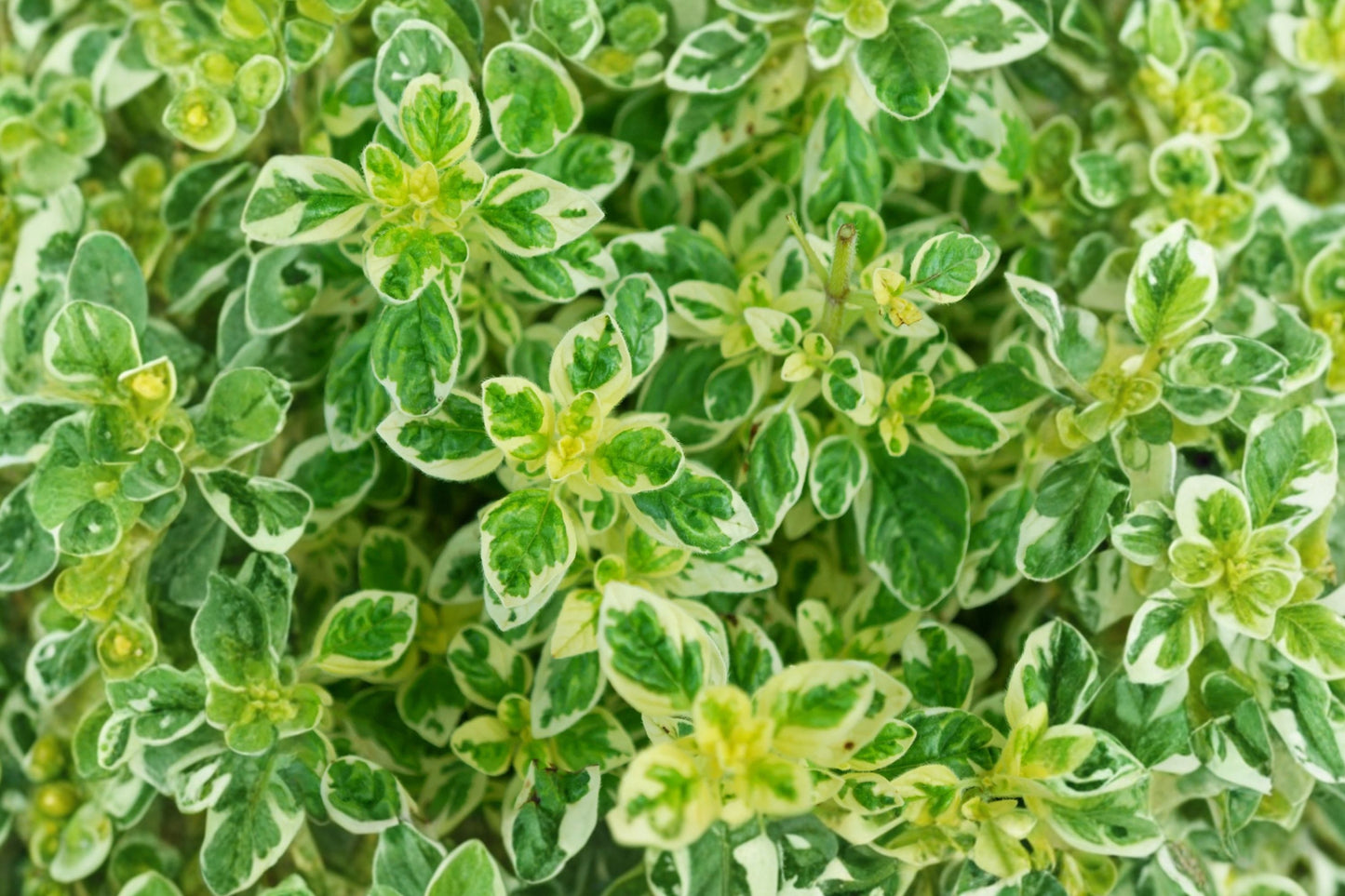 Variegated Portuguese Oregano Live Plant | Origanum vulgare | Fragrant Culinary Herb Starter Plant