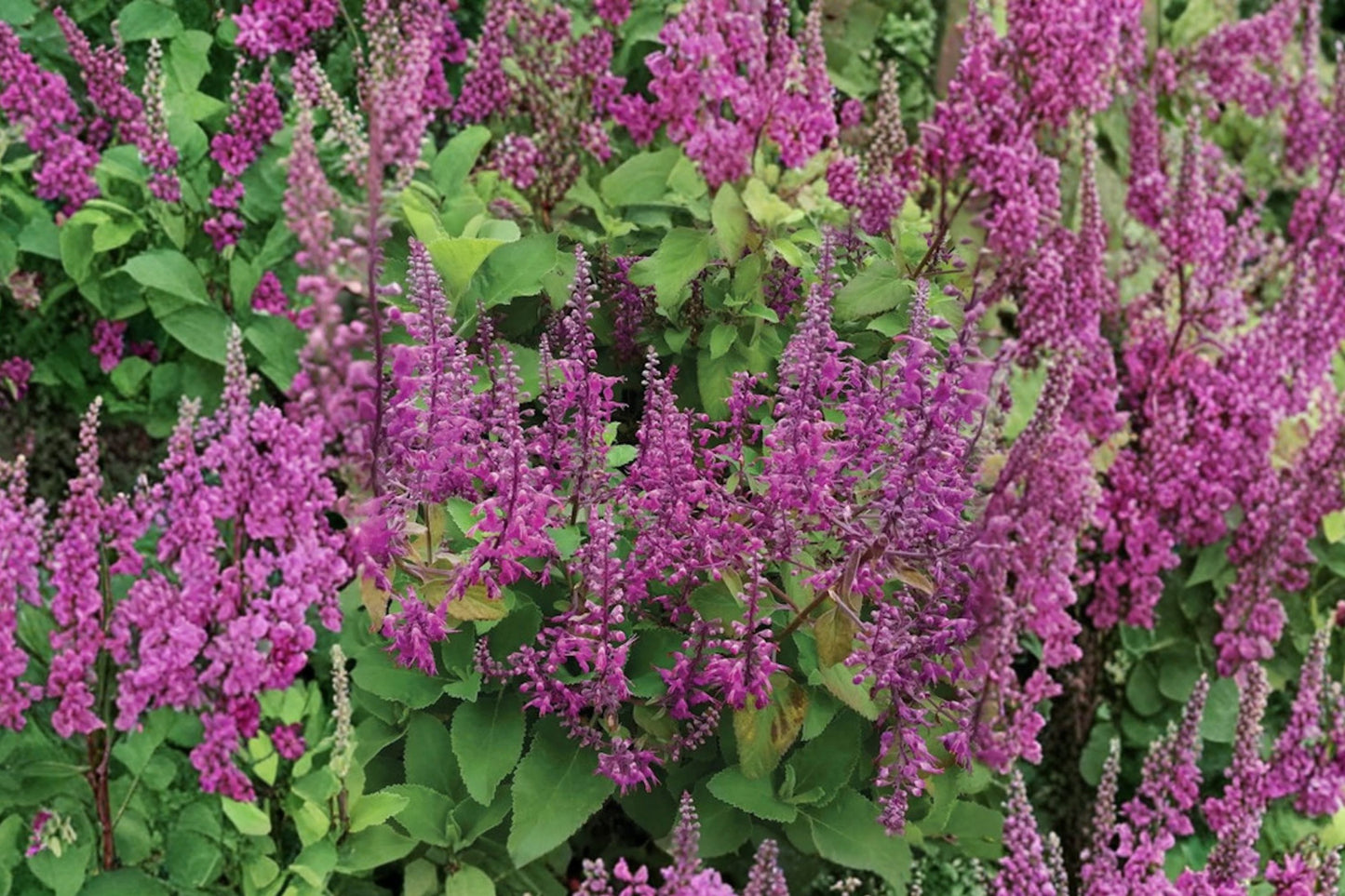 Teucrium betonicum Live Plant | Betony Germander | Hardy Pollinator Perennial Starter Plant