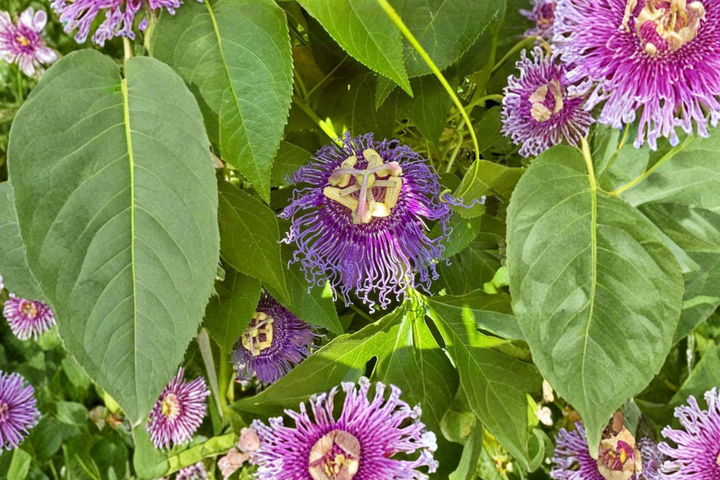 Incense Bush Live Plant | Iboza riparia | Fragrant Purple Flower Pollinator Starter Plant