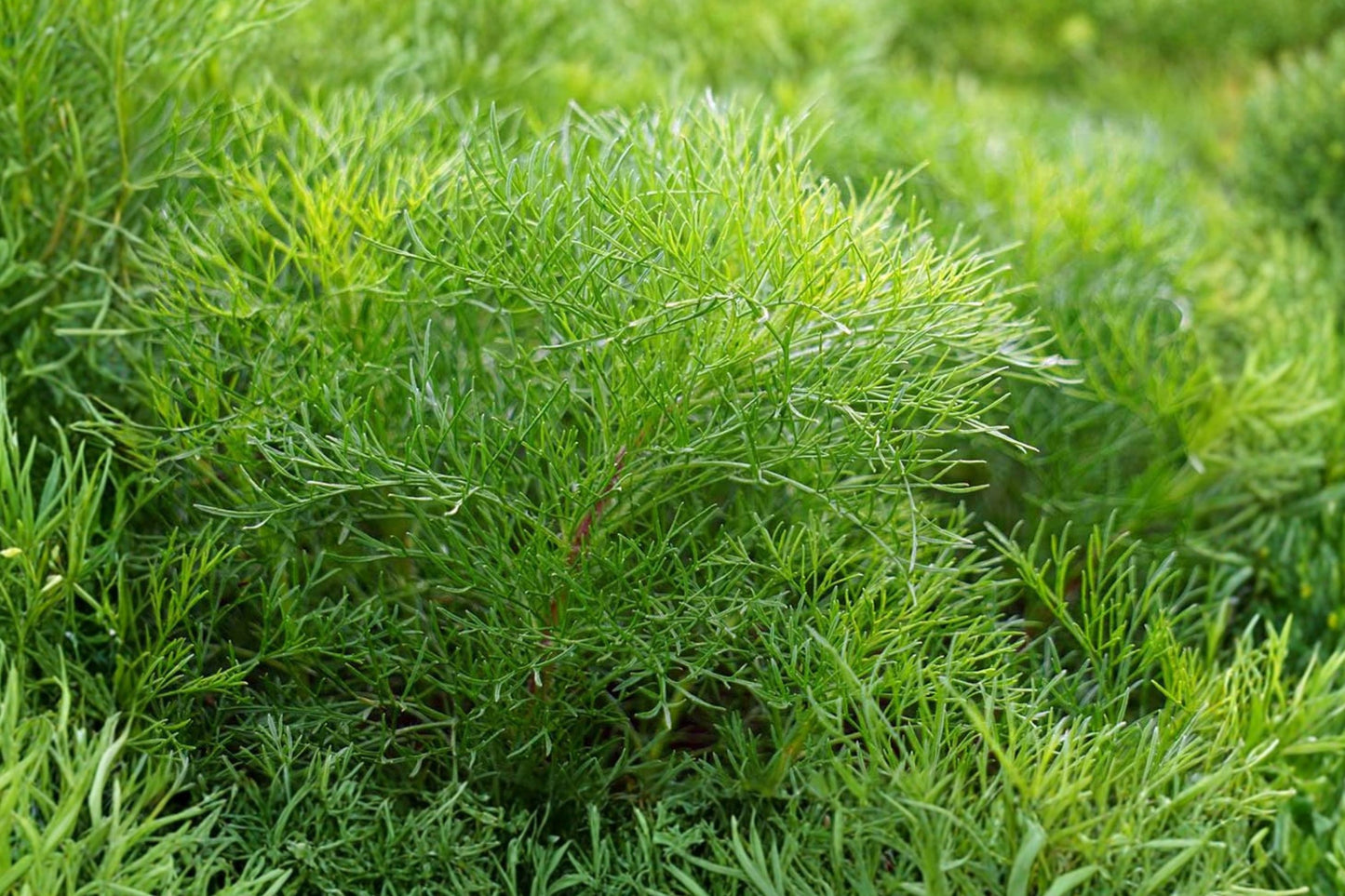 Citrus Southernwood Live Plant | Artemisia abrotanum | Lemon Scented Herb Starter Plant
