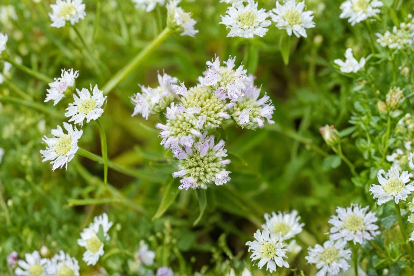 Virginia Mountain Mint Live Plant | Pycnanthemum virginianum | Native Pollinator Herb Starter Plant