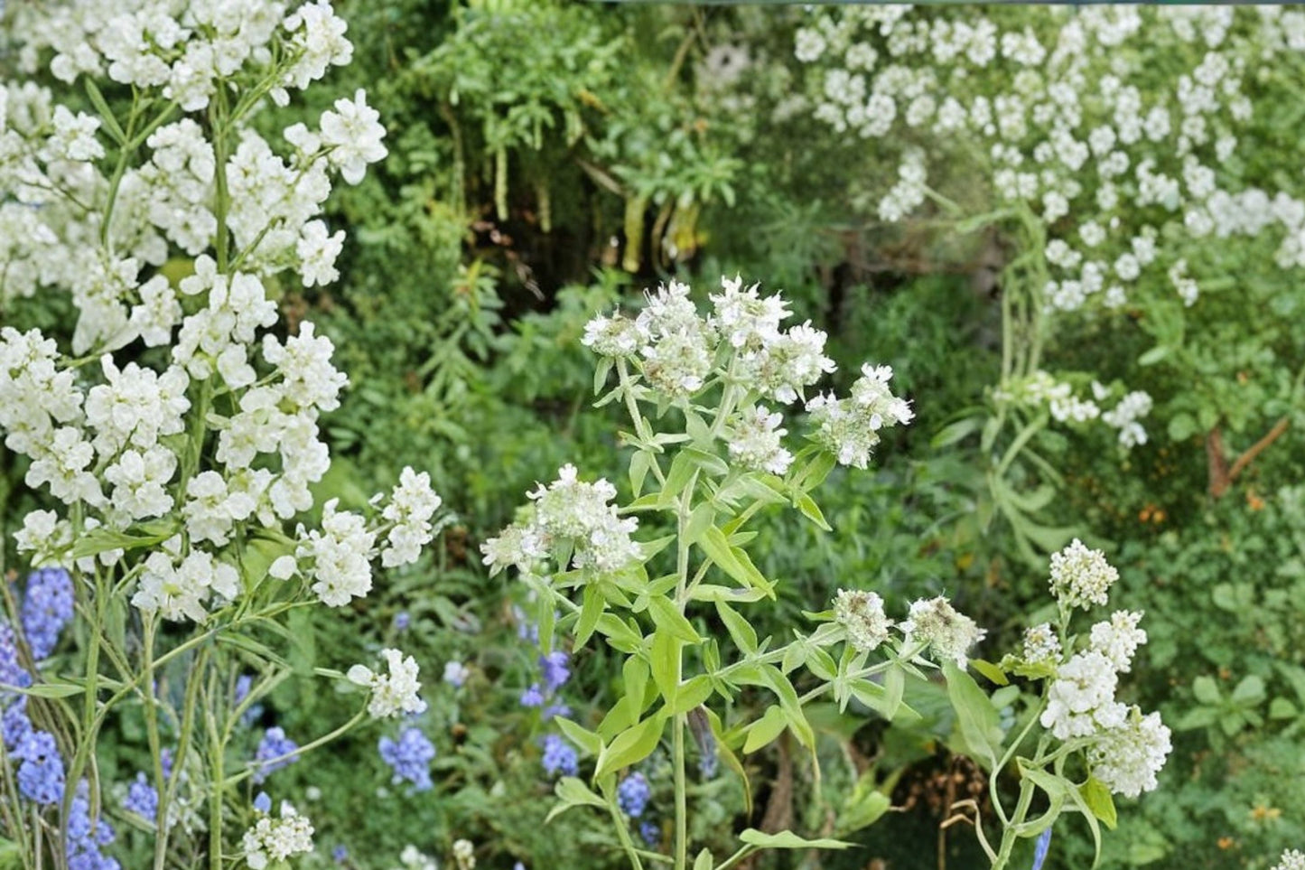 Hairy Mountain Mint Live Plant | Pycnanthemum pilosum | Native Pollinator Herb Starter Plant