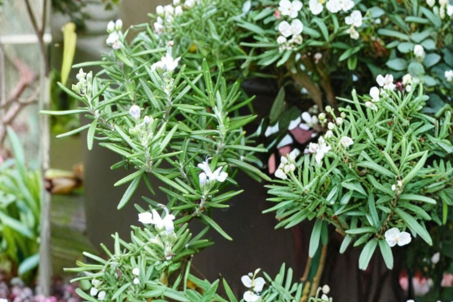 Prostrate Rosemary Live Plant | Salvia rosmarinus | Trailing Culinary Herb Starter Plant for Ground Cover