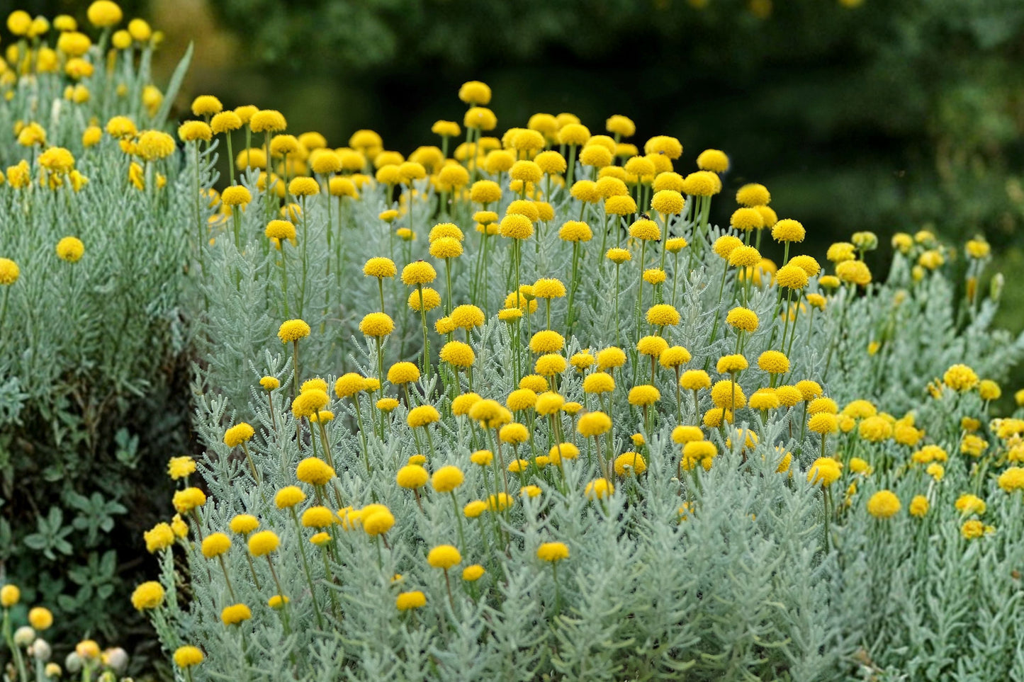 Woolly Lavender Cotton Live Plant | Santolina chamaecyparissus | Silver Foliage Perennial Starter Plant