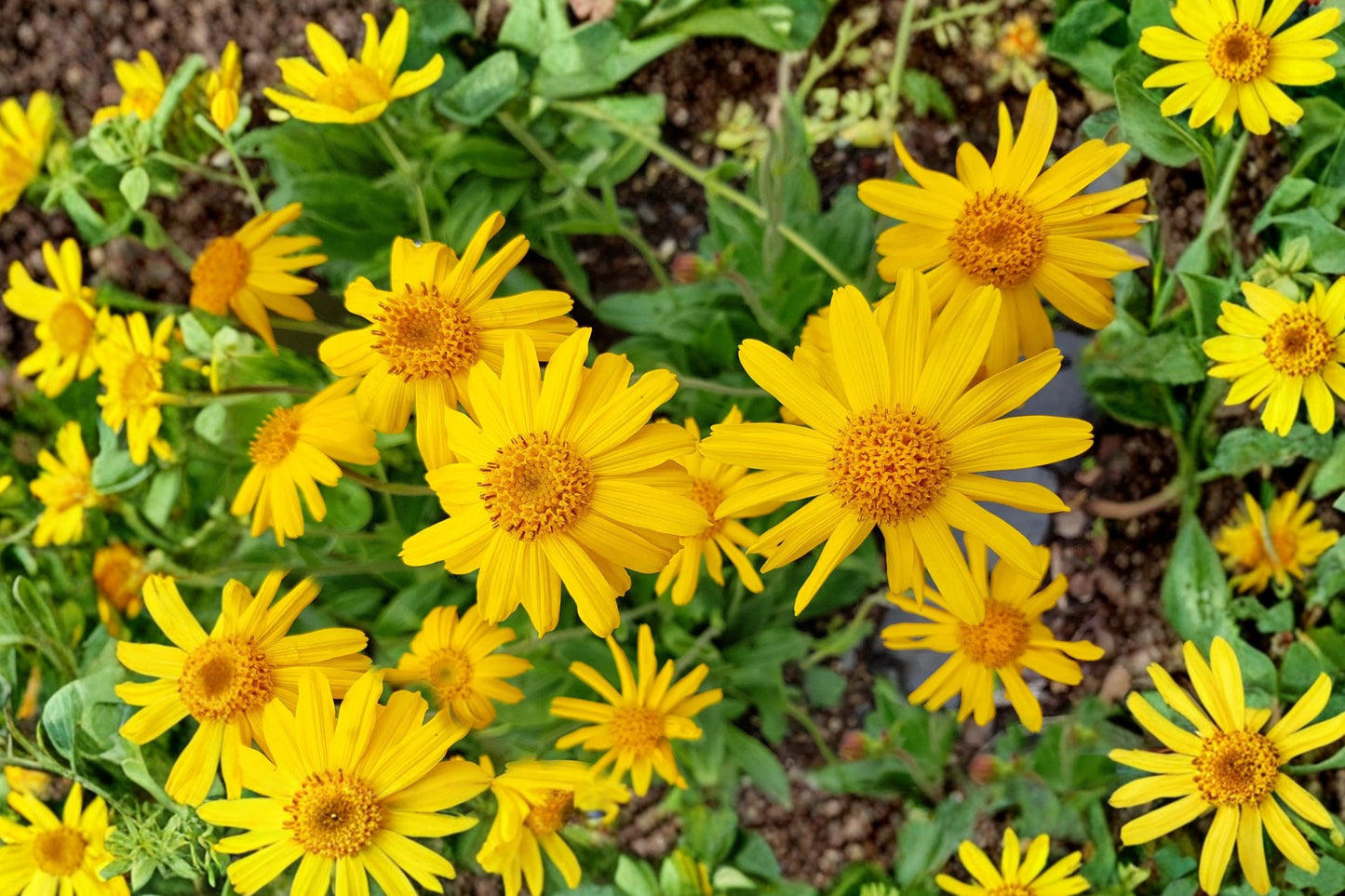 Arnica Montana Live Plant | Arnica montana | Golden Mountain Daisy Pollinator Perennial Starter Plant