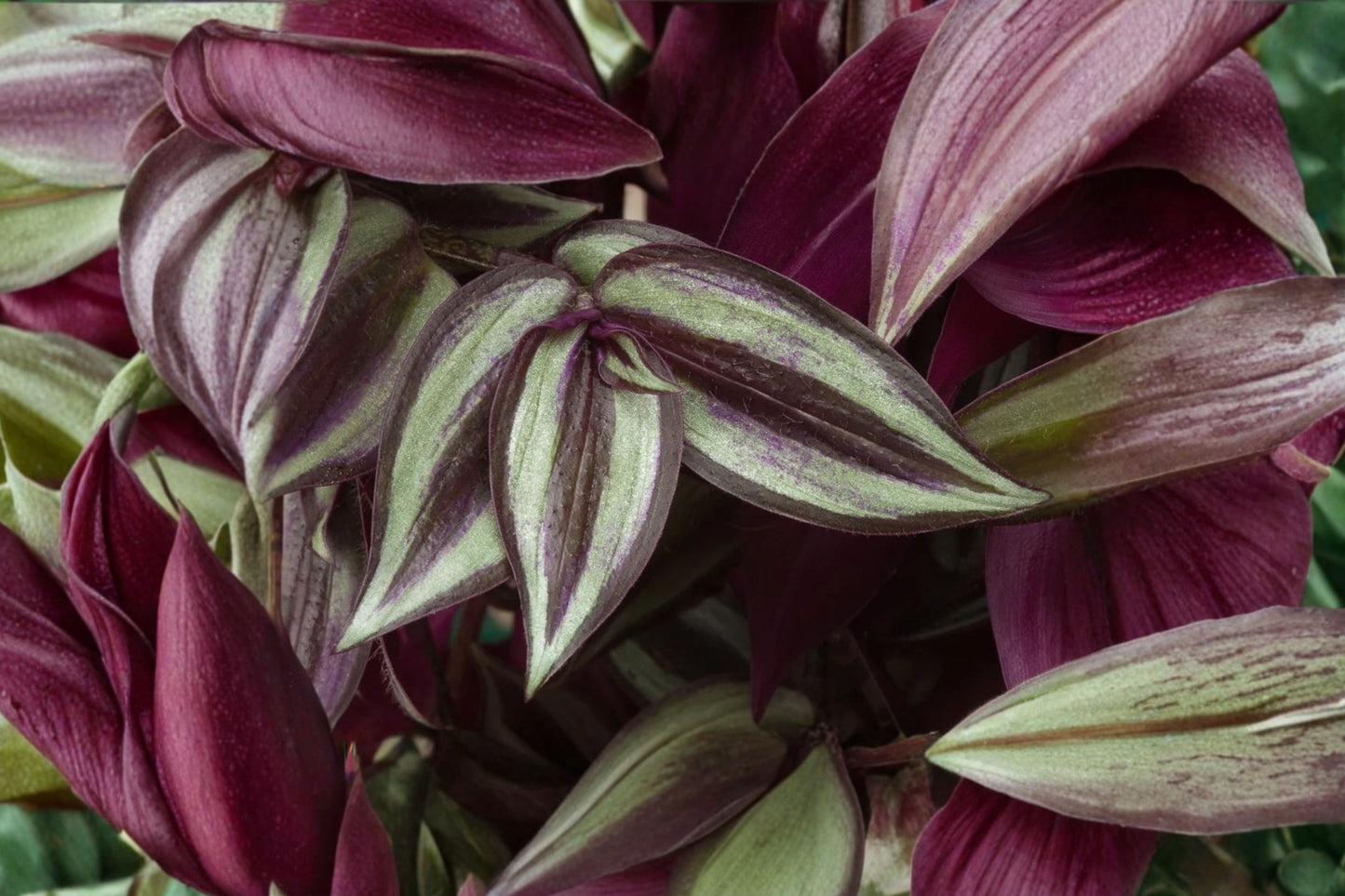 Red & Silver Tradescantia Live Plant | Tradescantia zebrina | Trailing Purple Houseplant Starter Plant