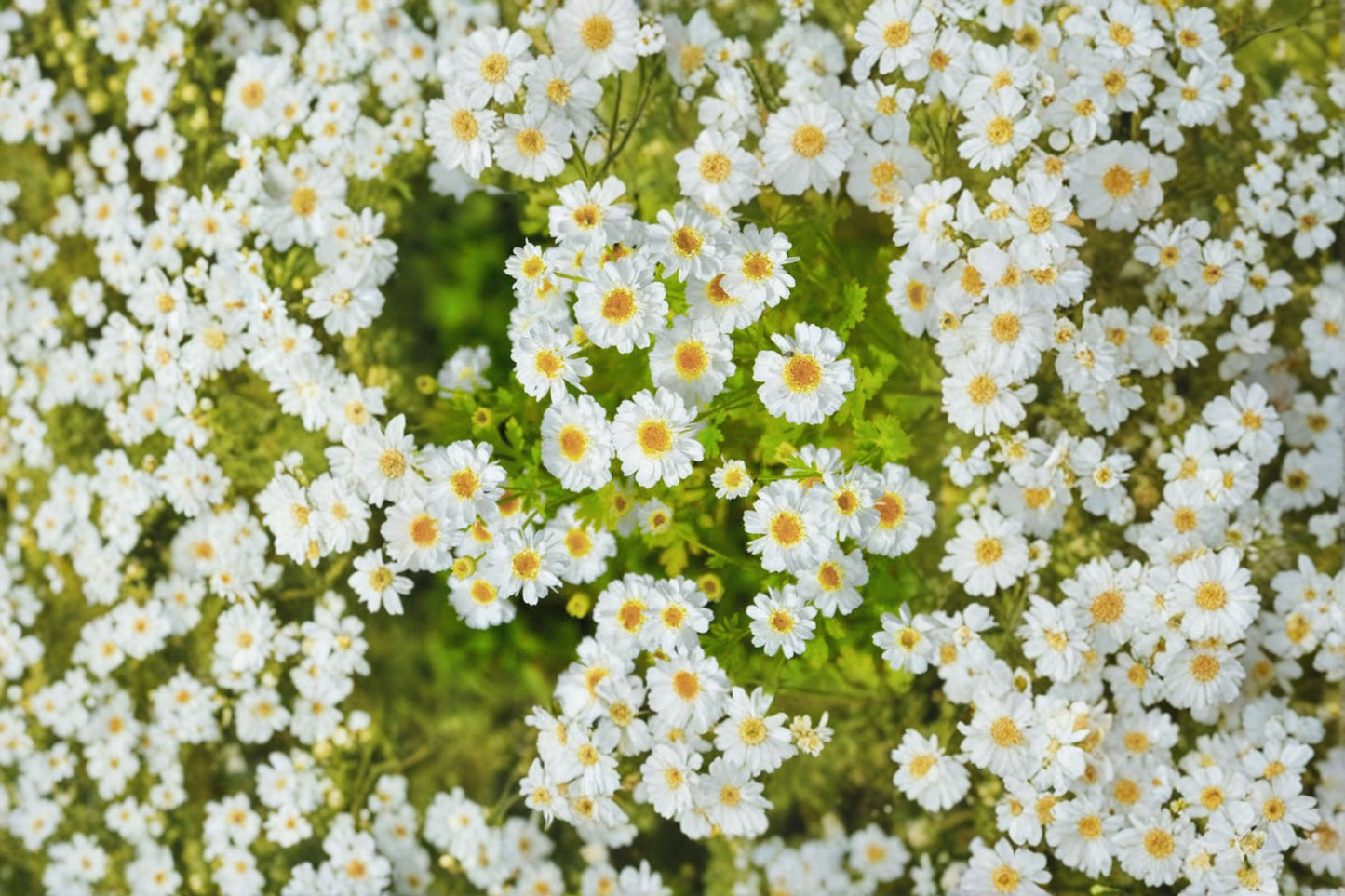 Golden Moss Feverfew Live Plant | Tanacetum parthenium | Golden Foliage Pollinator Starter Plant