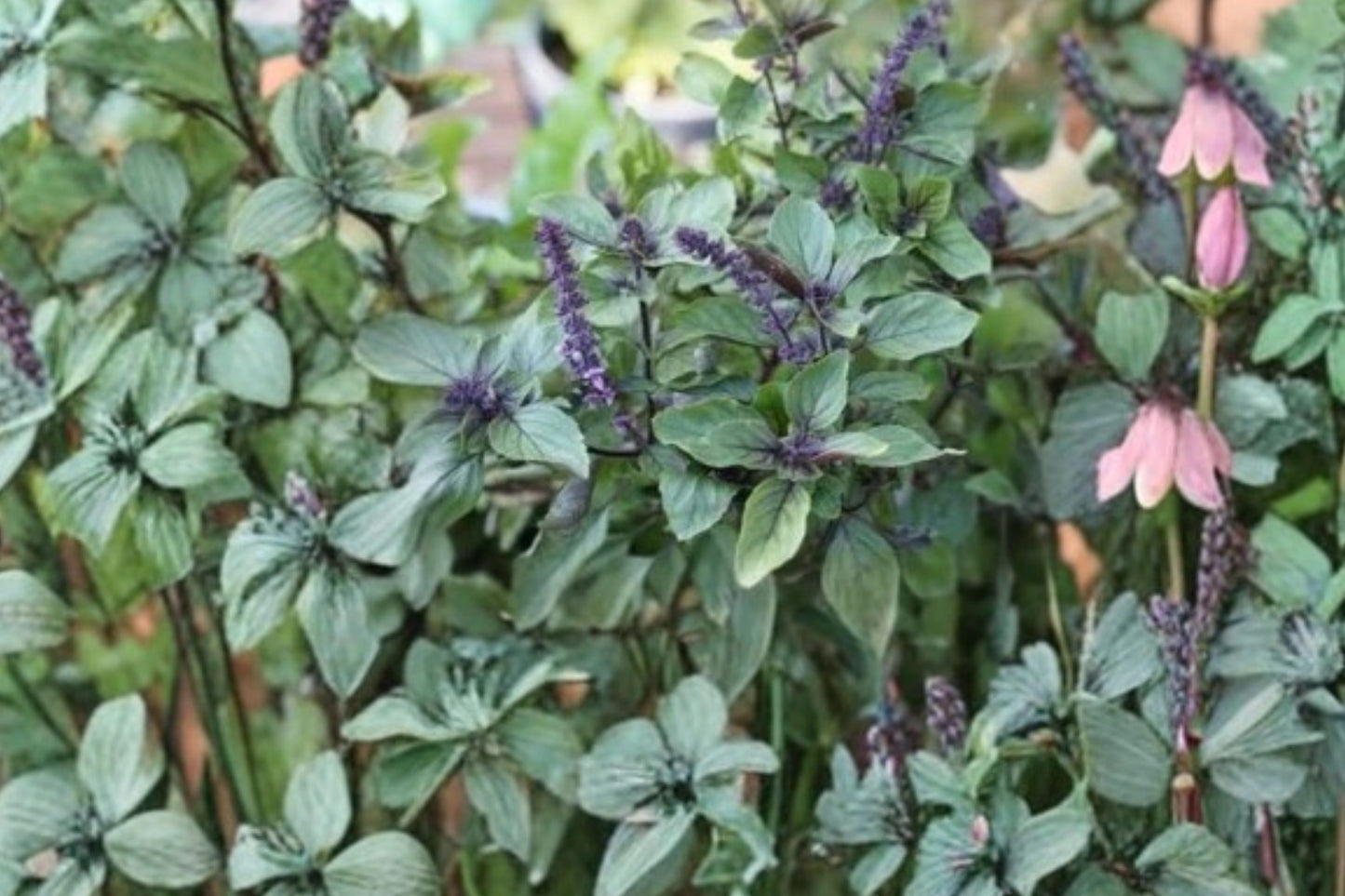 African Blue Basil Live Plant | Ocimum kilimandscharicum × basilicum | Aromatic Culinary Herb Starter Plant
