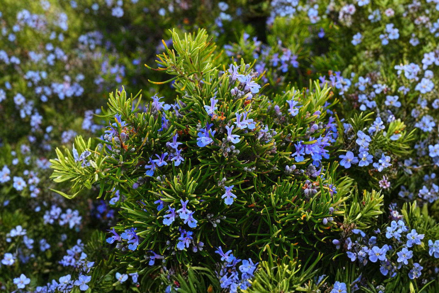 Abraxus Rosemary Live Plant | Salvia rosmarinus | Aromatic Culinary Herb Starter Plant