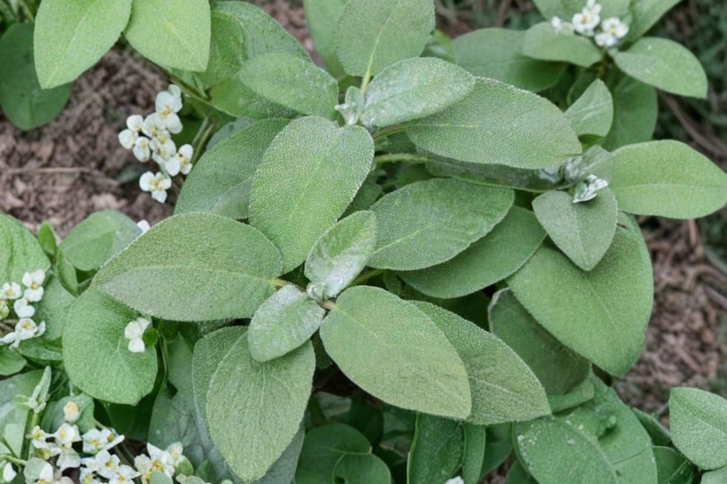 Maxima Sage Live Plant | Salvia officinalis 'Maxima' | Large Leaf Culinary Herb Starter Plant