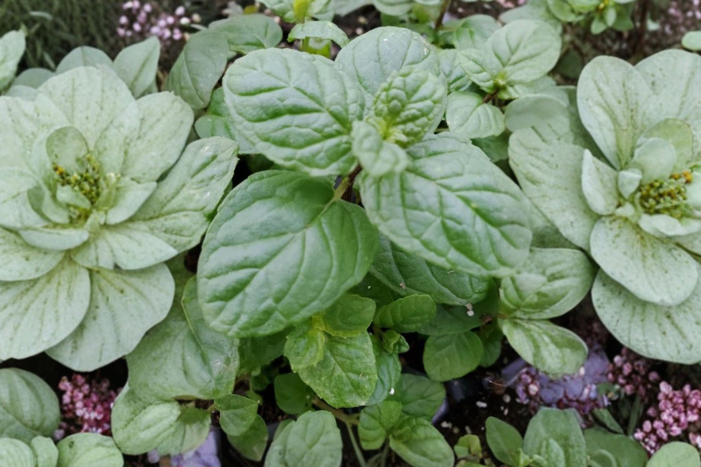 Chinese Mint Live Plant | Mentha haplocalyx | Aromatic Culinary & Tea Herb Starter Plant