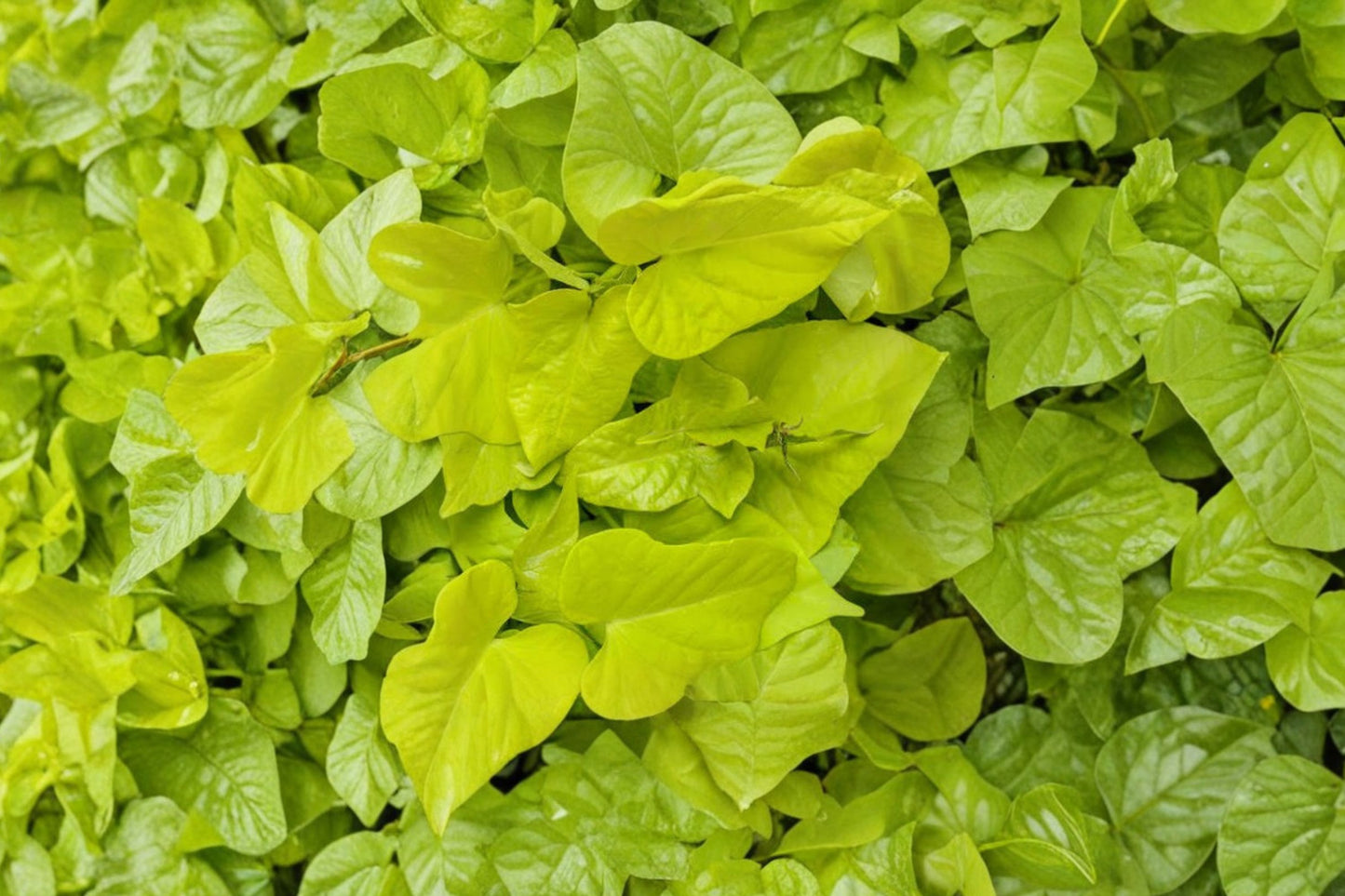Margarita Sweet Potato Vine Live Plant | Ipomoea batatas 'Margarita' | Lime Green Ornamental Trailing Starter Plant