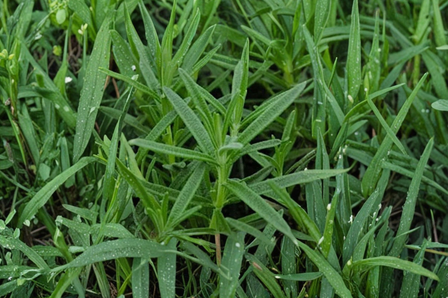 Salem Rosemary Live Plant | Salvia rosmarinus 'Salem' | Fragrant Culinary Herb Starter Plant