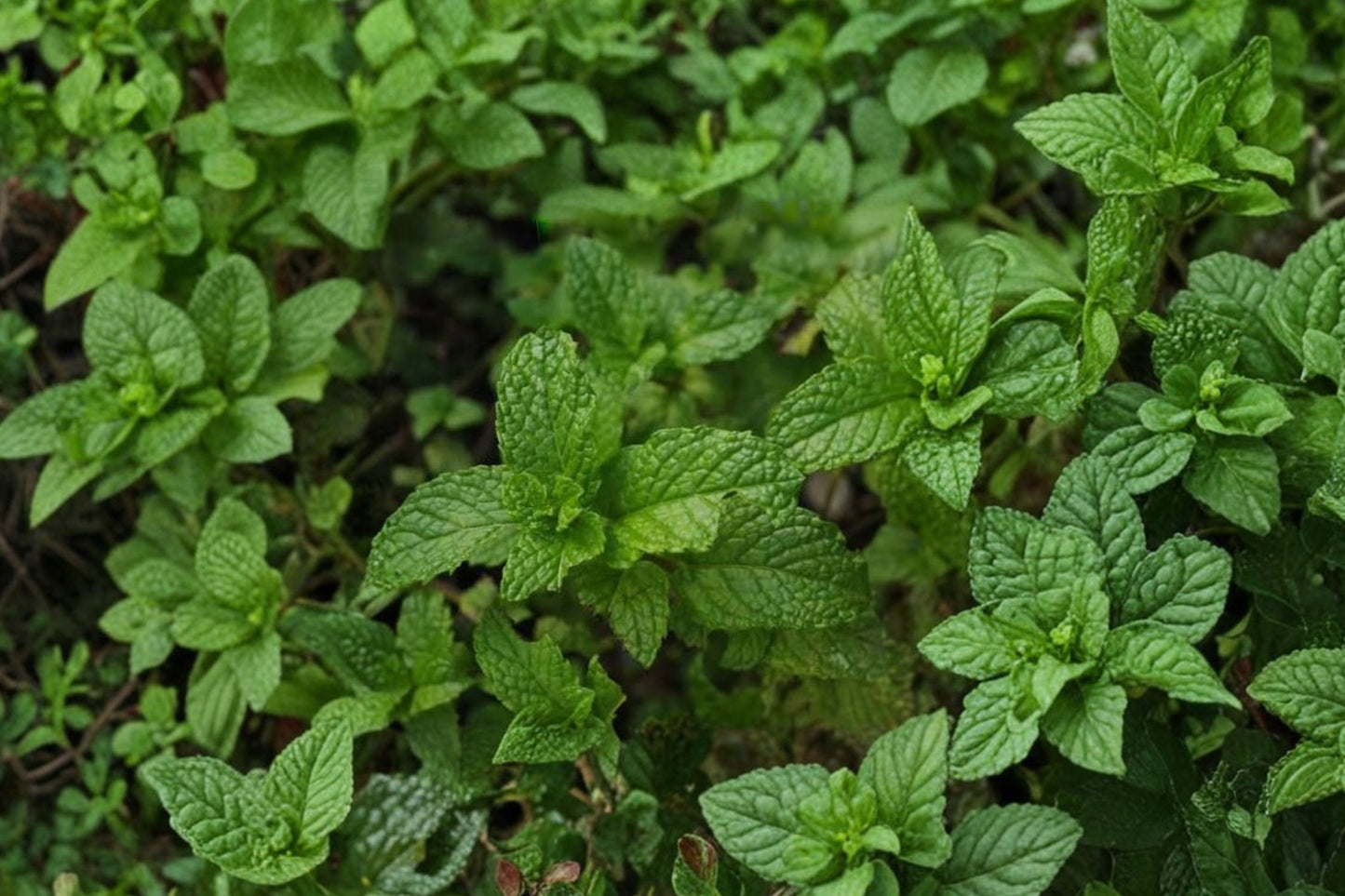 Egyptian Mint Live Plant | Mentha niliaca | Aromatic Culinary Herb Starter Plant for Tea & Cooking