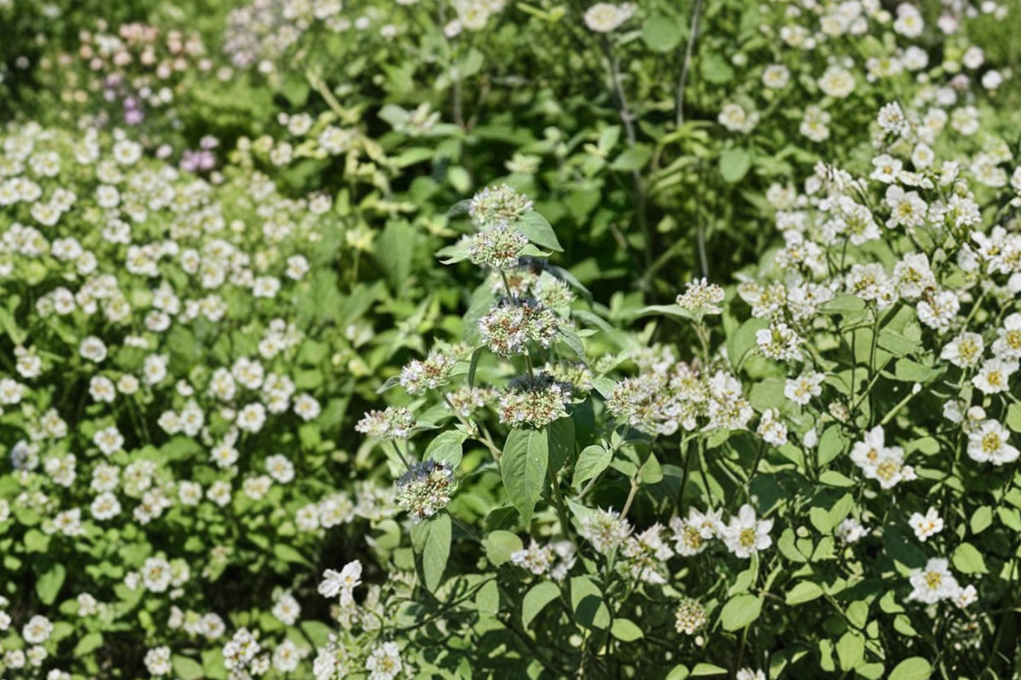 Short-Toothed Mountain Mint Live Plant | Pycnanthemum muticum | Native Pollinator Herb Starter Plant