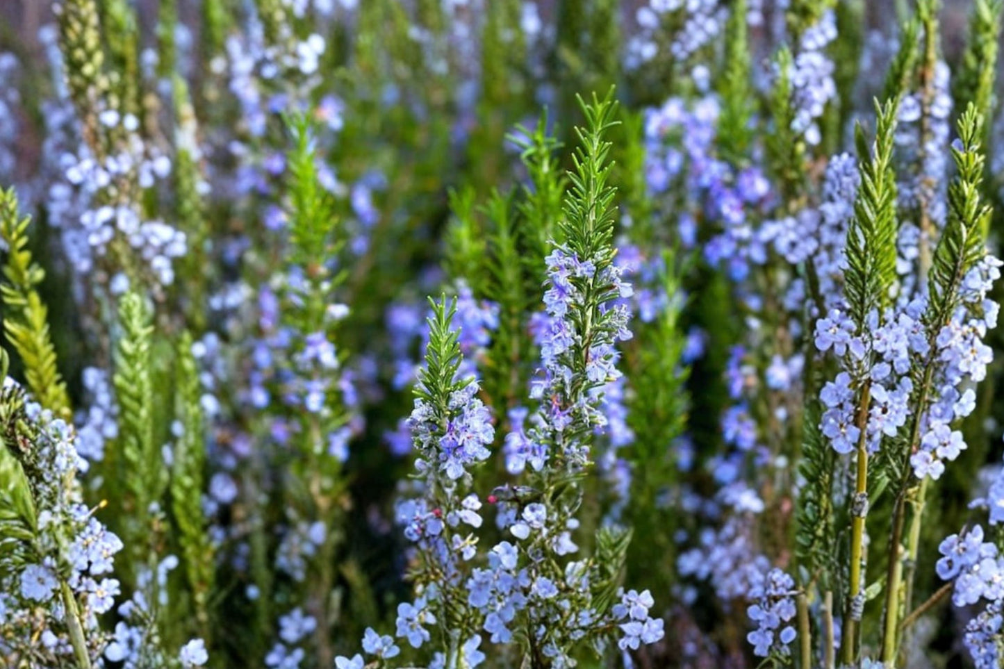 Blue Lagoon Rosemary Live Plant | Salvia rosmarinus 'Blue Lagoon' | Fragrant Culinary Herb Starter Plant