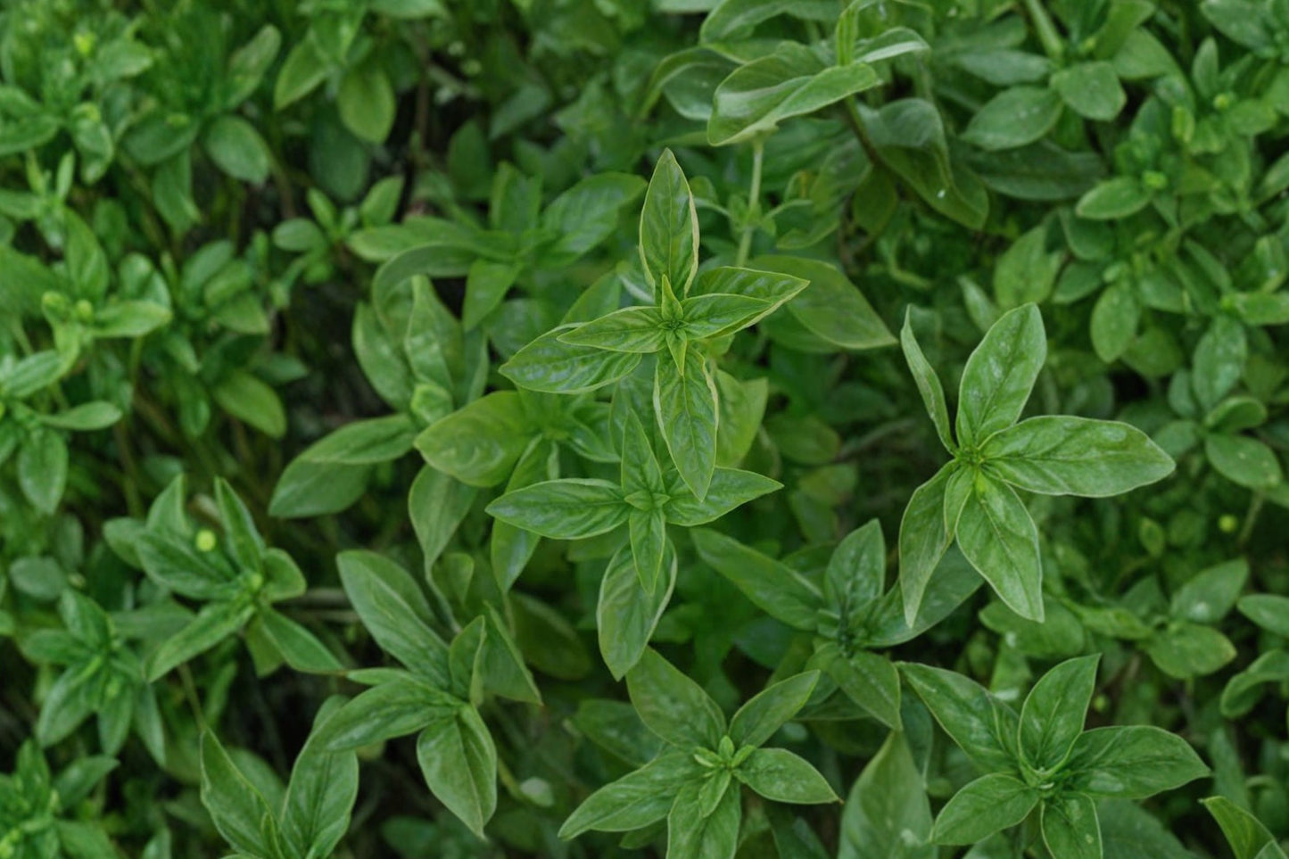 Green Pepper Basil Live Plant | Ocimum basilicum 'Green Pepper' | Aromatic Culinary Herb Starter Plant