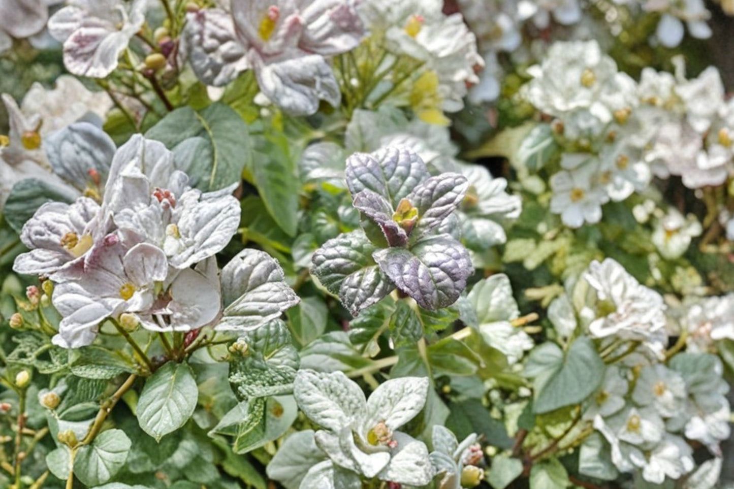 Currant Mint Live Plant | Blackcurrant Scented Mentha | Aromatic Culinary Herb Starter Plant
