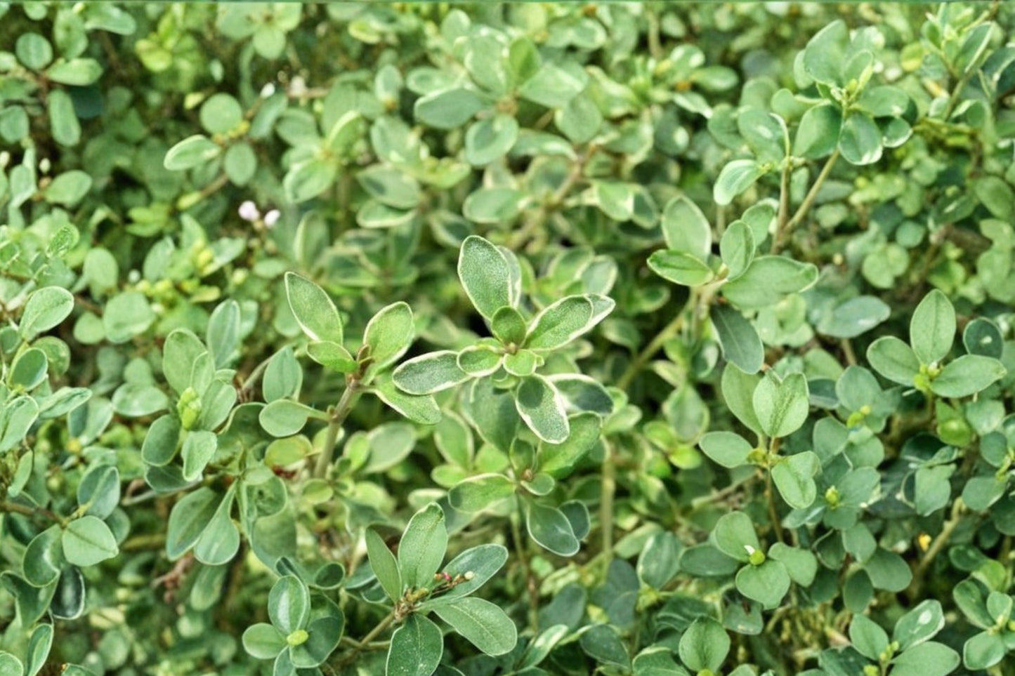 Hi-Ho Silver Thyme Live Plant | Thymus 'Hi-Ho Silver' | Variegated Fragrant Herb Starter Plant