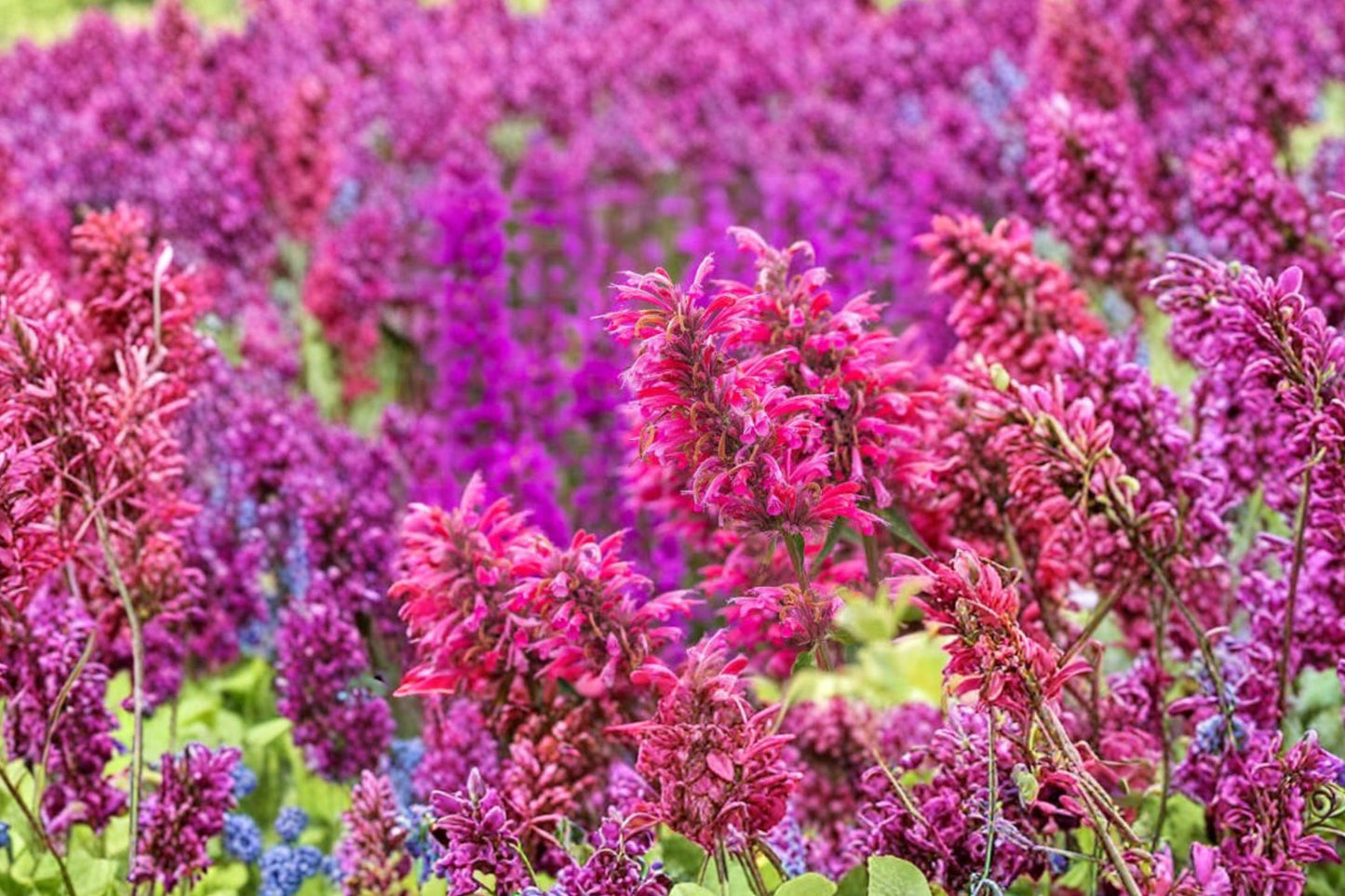 Heather Queen Agastache Live Plant | Agastache 'Heather Queen' | Hummingbird Mint Pollinator Starter Plant