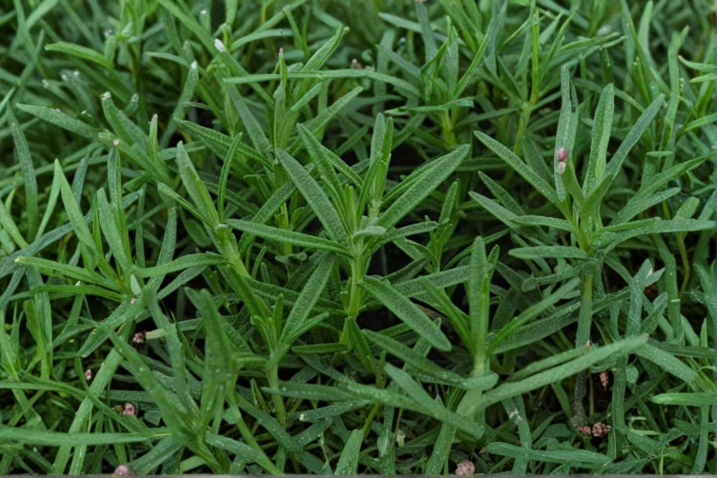 Gorizia Rosemary Live Plant | Salvia rosmarinus 'Gorizia' | Large Leaf Culinary Herb Starter Plant
