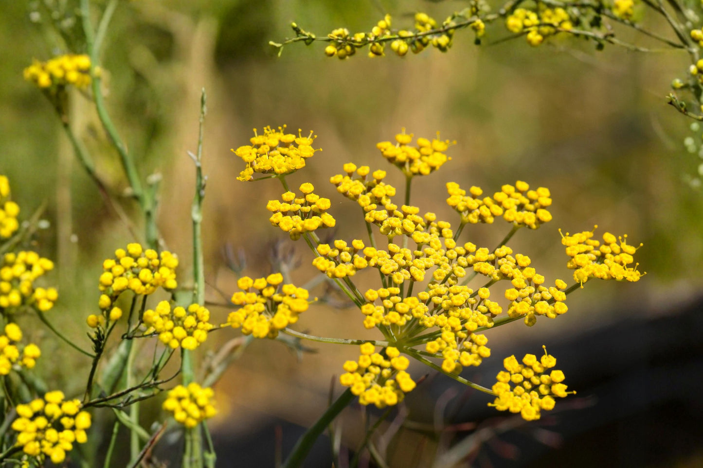 Bronze Fennel Live Plant | Foeniculum vulgare 'Purpureum' | Aromatic Culinary Herb Starter Plant