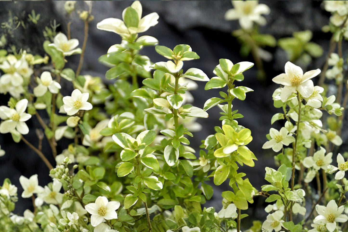 Foxley Thyme Live Plant | Thymus 'Foxley' | Variegated Fragrant Culinary Herb Starter Plant