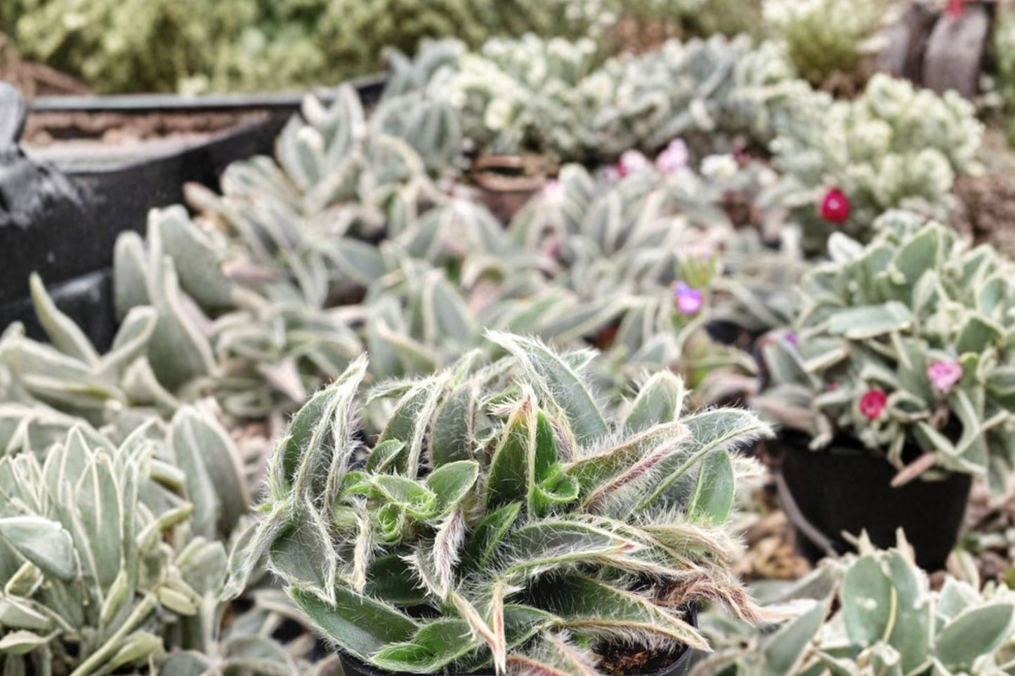 Fuzzy Kitten Ears Live Plant | Cyanotis somaliensis | Fuzzy Trailing Houseplant Starter Plant