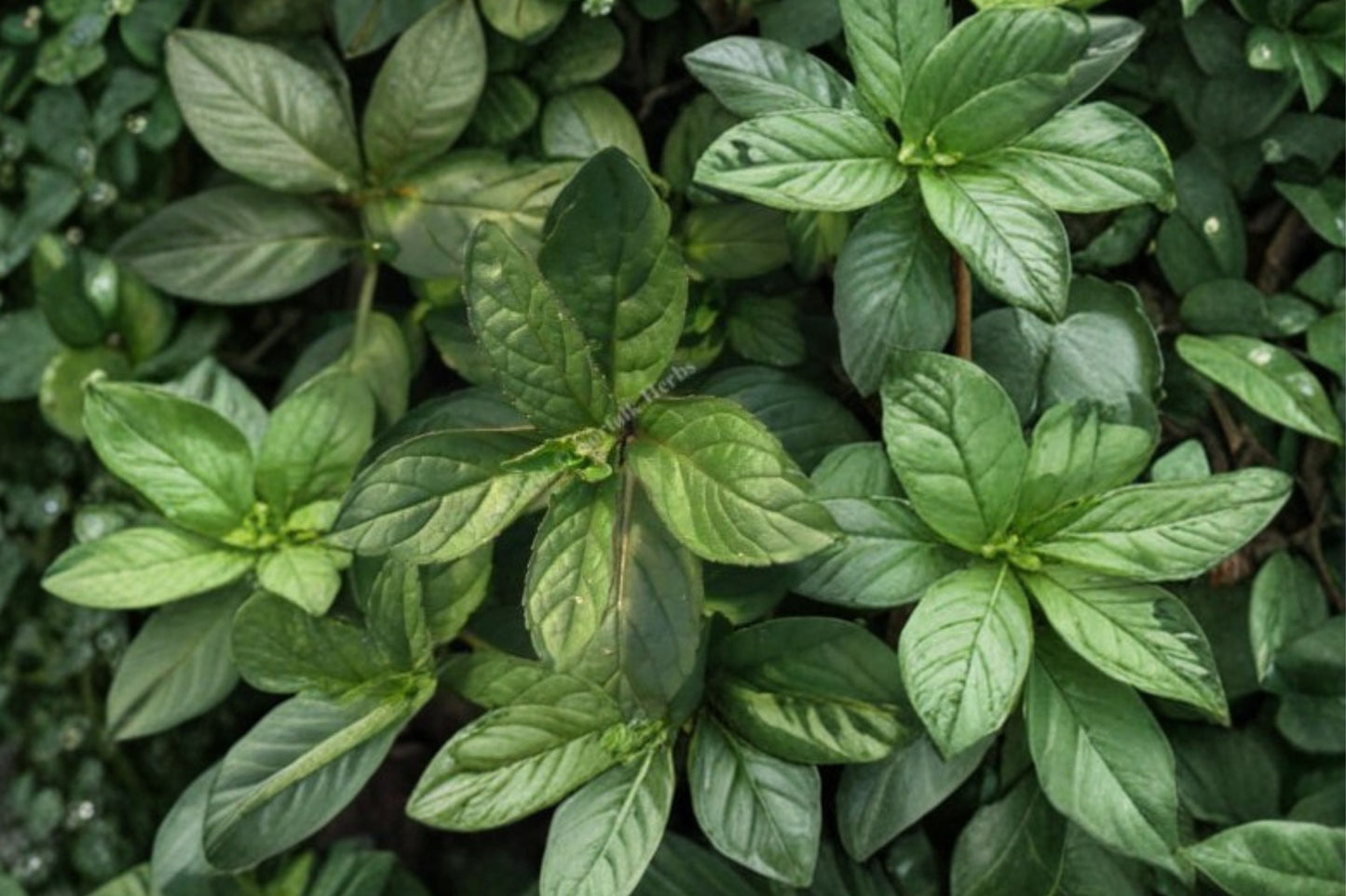 Blackstem Peppermint Live Plant | Mentha × piperita | Dark Stem Aromatic Herb Starter Plant