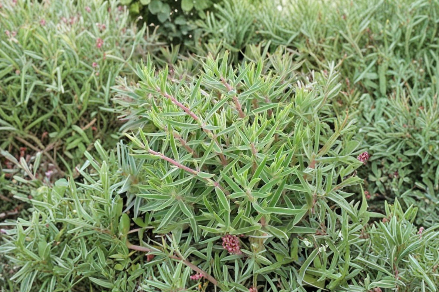 Variegated Needle Stonecrop Live Plant | Sedum lineare 'Variegatum' | Trailing Succulent Starter Plant