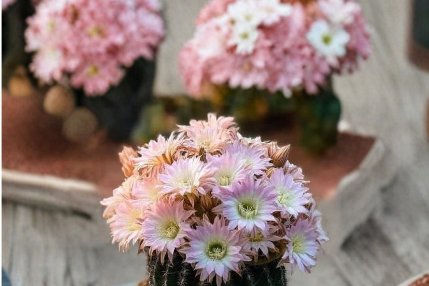 Easter Lily Cactus Live Plant | Echinopsis eyriesii | Large Blooming Cactus Starter Plant