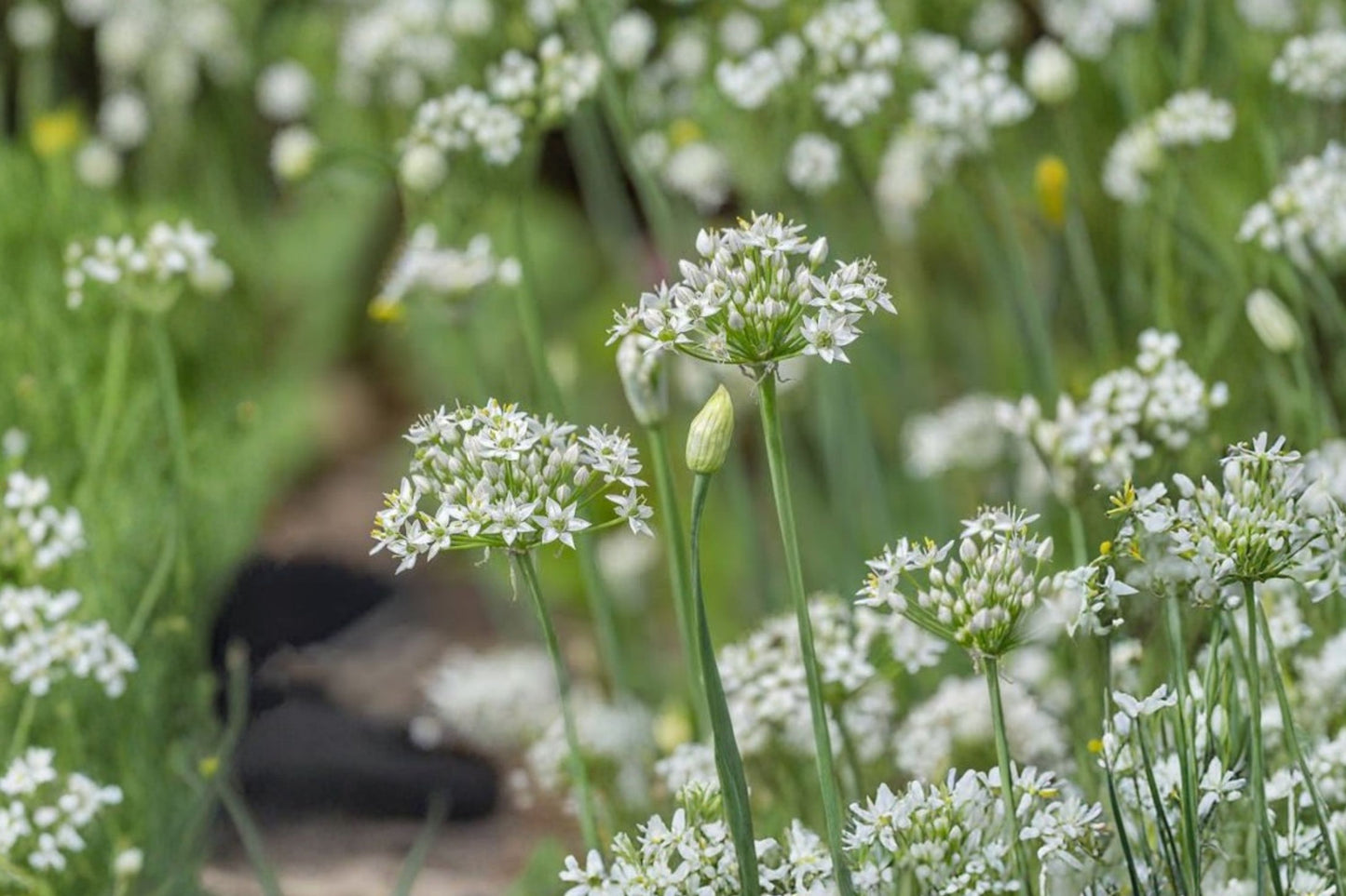 Garlic Chives Live Plant | Allium tuberosum | Garlic Herb Starter Plant for Culinary & Pollinator Gardens