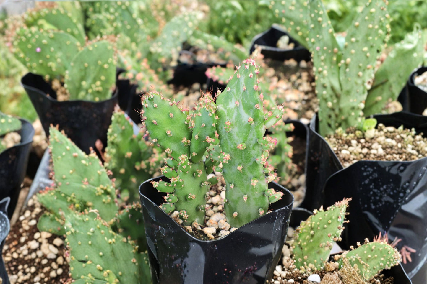 Variegated Joseph's Coat Cactus Live Plant | Opuntia monacantha 'Variegata' | Rare Prickly Pear Starter