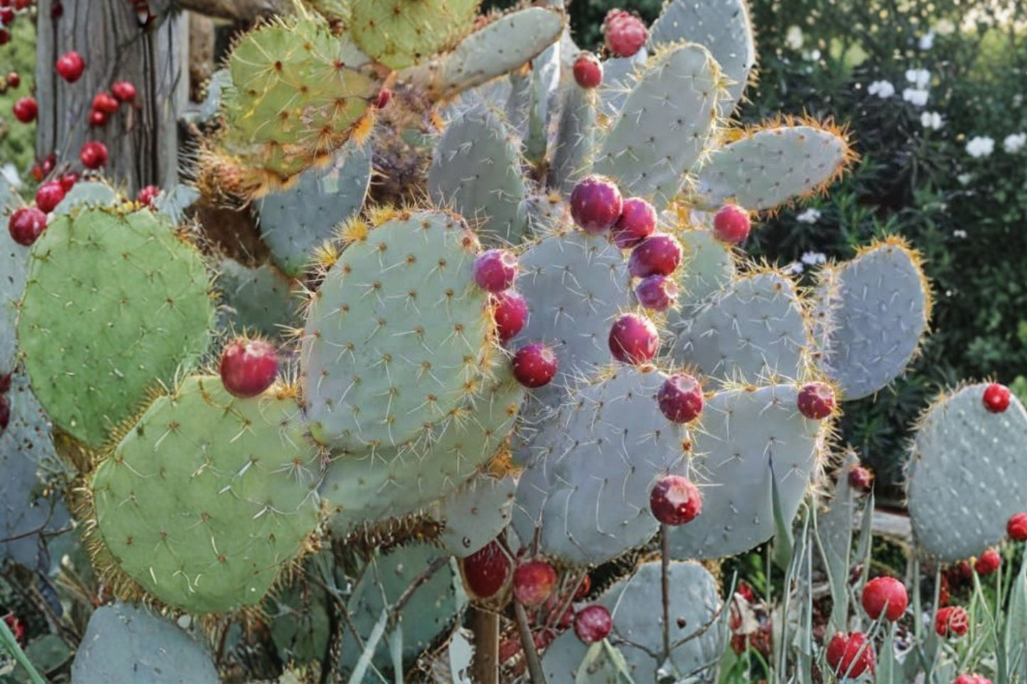 Prickly Pear Cactus Live Plant | Opuntia | Easy Care Desert Succulent Starter Plant