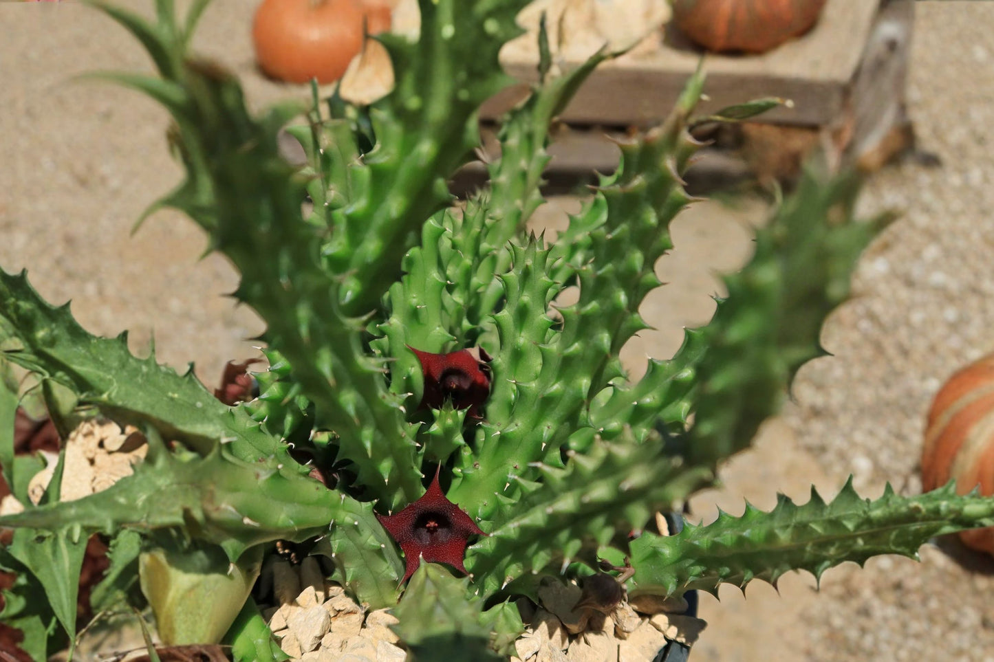 Huernia schneideriana Live Plant | Red Dragon Flower Succulent | Lifesaver Cactus Starter Plant