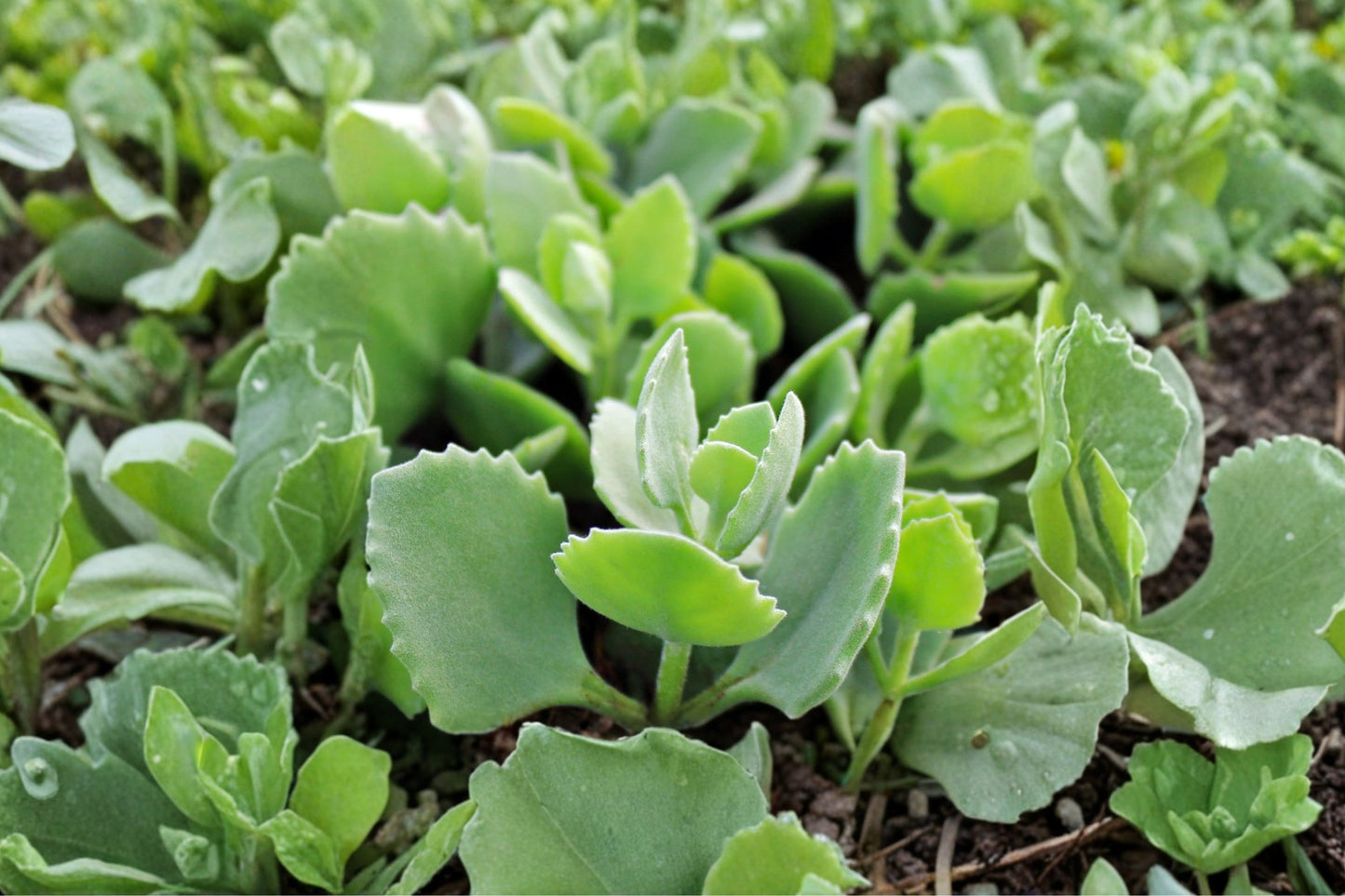 Kalanchoe millotii Live Plant | Velvet Leaf Kalanchoe | Fuzzy Succulent Starter Houseplant