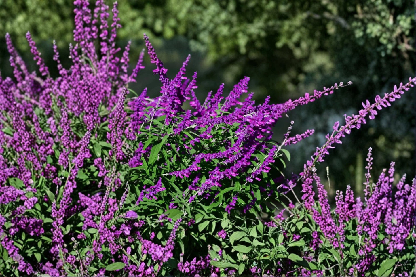 Mexican Sage Live Plant | Salvia leucantha | Purple Flowering Pollinator Starter Plant