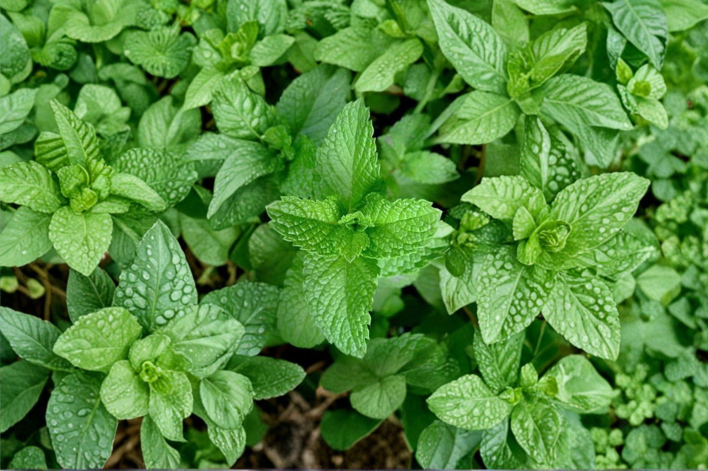 Strawberry Mint Live Plant | Mentha Hybrid | Fragrant Trailing Culinary Herb Starter Plant