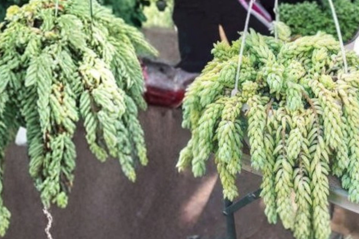 Burro's Tail Live Succulent | Sedum morganianum | Trailing Donkey Tail Starter Plant