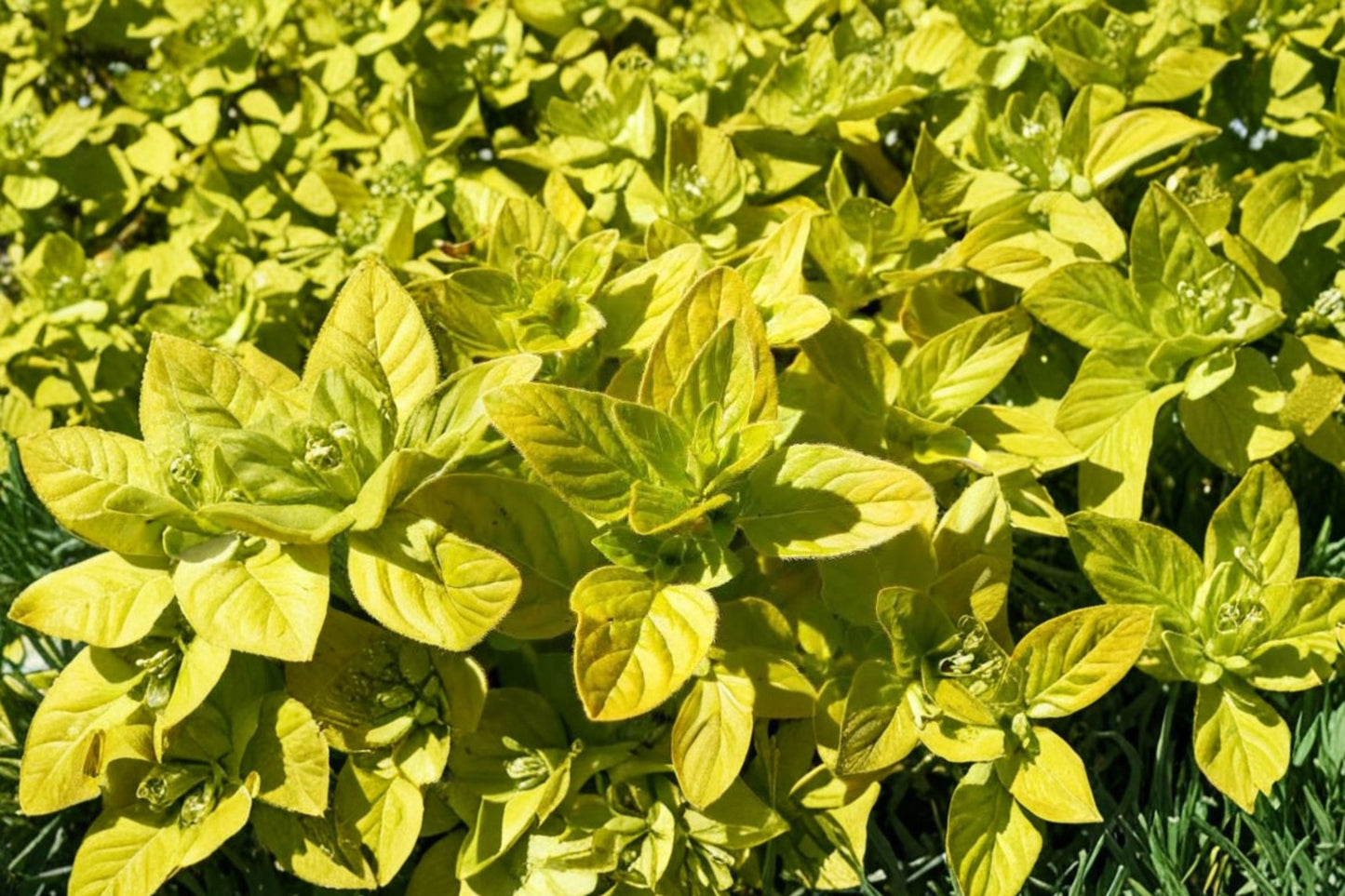 Golden Marjoram Live Plant | Origanum majorana 'Aurea' | Fragrant Culinary Herb Starter Plant
