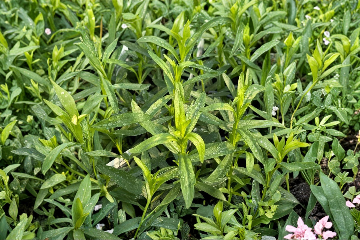 French Tarragon Live Plant | Artemisia dracunculus var. sativa | Culinary Herb Starter Plant